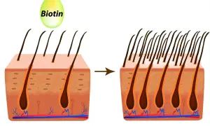 La biotina mejora la salud capilar, mostrando cómo aumenta la densidad del cabello.