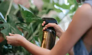 Mano rocía con spray una hoja verde, usando un atomizador con lo que parece ser aceite de neem para cuidar la planta.
