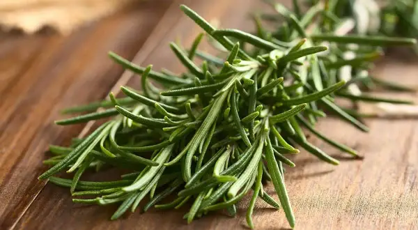 Ramitas de romero fresco sobre madera. El alcohol de romero propiedades medicinales y aromáticas lo hacen ideal para infusiones y remedios caseros.