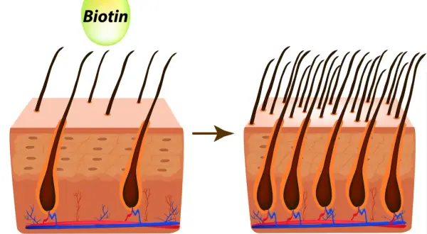 La biotina mejora la salud capilar, mostrando cómo aumenta la densidad del cabello.