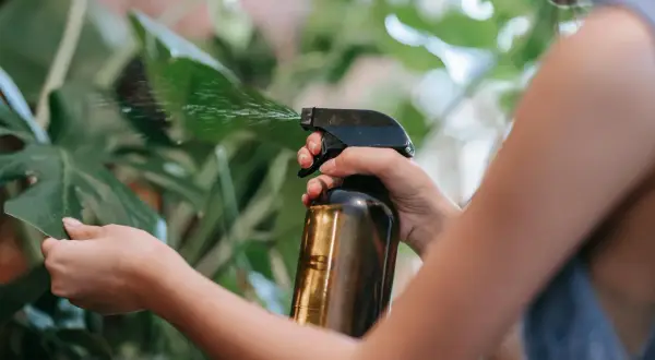 Mano rocía con spray una hoja verde, usando un atomizador con lo que parece ser aceite de neem para cuidar la planta.