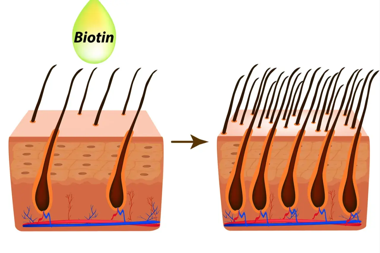 La biotina mejora la salud capilar, mostrando cómo aumenta la densidad del cabello.