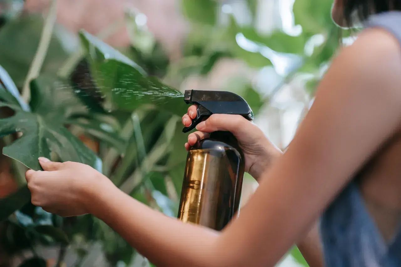 Mano rocía con spray una hoja verde, usando un atomizador con lo que parece ser aceite de neem para cuidar la planta.