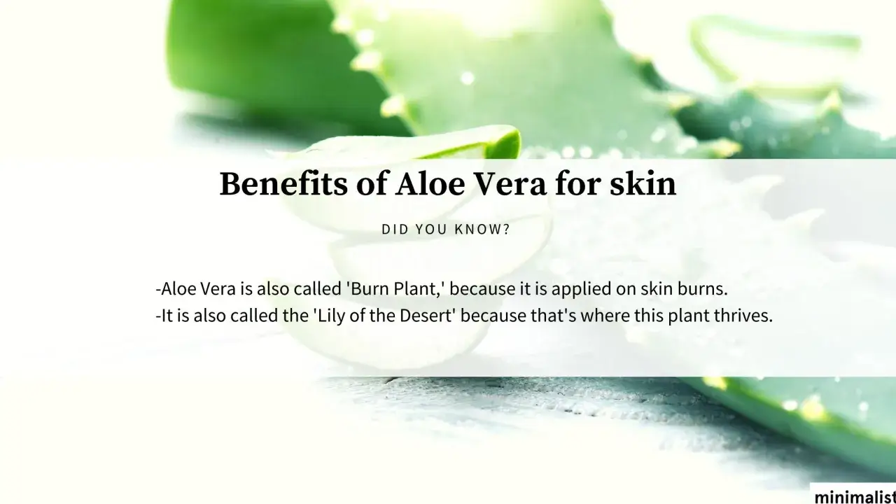 Rodajas de aloe vera para la cara, destacando sus beneficios para la piel.
