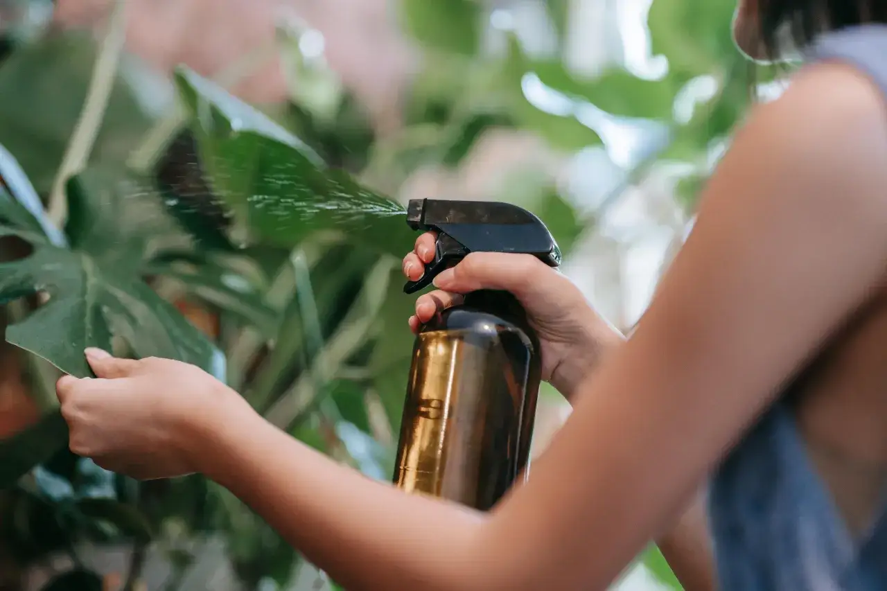 Persona rocía hojas verdes con un spray que contiene aceite de neem para proteger las plantas.